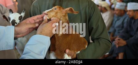 Jour de marché bondé sur le bazar d'animaux, chèvre aux enchères dans le Nizwa, Oman. Banque D'Images