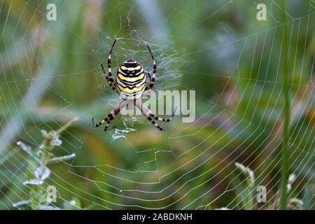 Wespenspinne (Argiope bruennichii) Banque D'Images