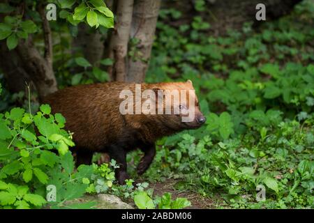 Waldhund (Speothos venaticus) Banque D'Images