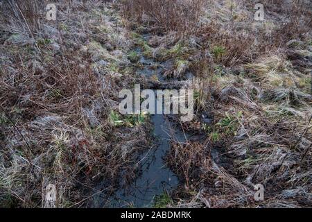 L'herbe flétrie à sec dans l'eau à la fin de l'automne, paysage de l'humeur par temps nuageux Banque D'Images