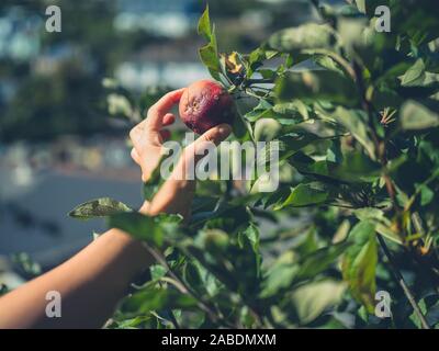 Gros plan sur la main d'une jeune femme la cueillette des pommes dans le jardin ther Banque D'Images