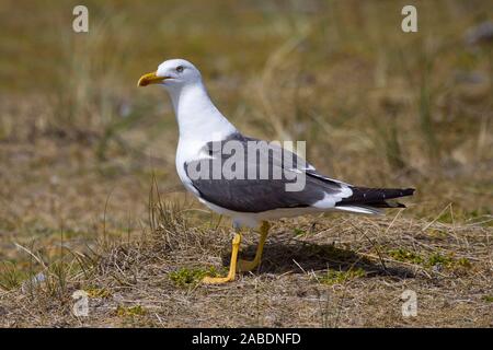 Heringsmöwen (Larus fuscus) Banque D'Images