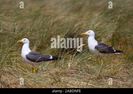 Heringsmöwen (Larus fuscus) Banque D'Images