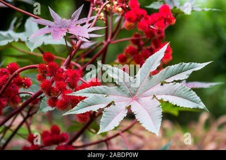 Wunderbaum (Ricinus communis) Banque D'Images