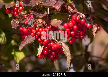 Gewöhnlicher Schneeball (Viburnum opulus) Früchte Banque D'Images