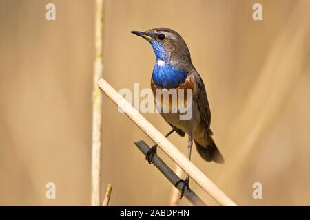 Weißsterniges Blaukehlchen (Luscinia svecica) Männchen Banque D'Images