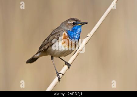 Weißsterniges Blaukehlchen (Luscinia svecica) Männchen Banque D'Images