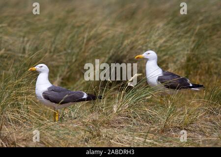 Heringsmöwen (Larus fuscus) Banque D'Images