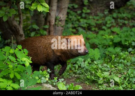 Waldhund (Speothos venaticus) Banque D'Images