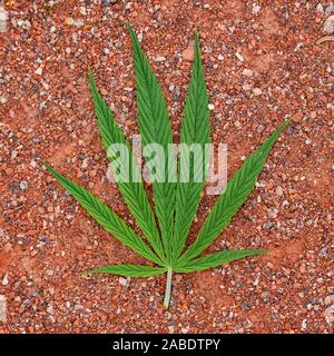 Vert feuille de cannabis sur red Grunge Background Banque D'Images