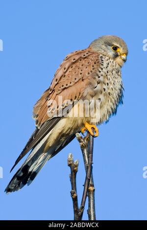 Turmfalke (Falco tinnunculus) Männchen Banque D'Images