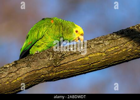 Gelbkopfamazone (Amazona oratrix) Banque D'Images