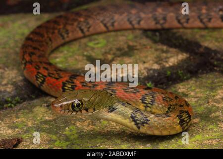 Triangle coloré (Keelback Xenochrophis trianguligerus) Banque D'Images