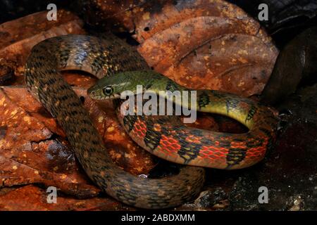 Triangle coloré (Keelback Xenochrophis trianguligerus) Banque D'Images