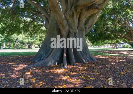 Grand arbre avec tronc d'eucalyptus repliée sur sunny day Banque D'Images