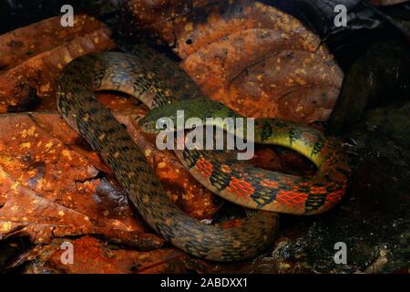 Triangle coloré (Keelback Xenochrophis trianguligerus) Banque D'Images