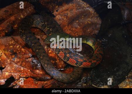Triangle coloré (Keelback Xenochrophis trianguligerus) Banque D'Images