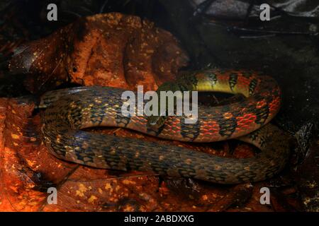 Triangle coloré (Keelback Xenochrophis trianguligerus) Banque D'Images