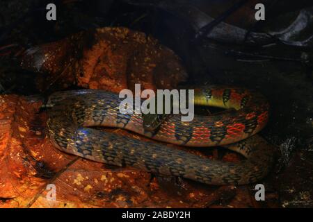 Triangle coloré (Keelback Xenochrophis trianguligerus) Banque D'Images