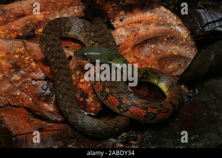 Triangle coloré (Keelback Xenochrophis trianguligerus) Banque D'Images