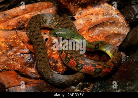 Triangle coloré (Keelback Xenochrophis trianguligerus) Banque D'Images