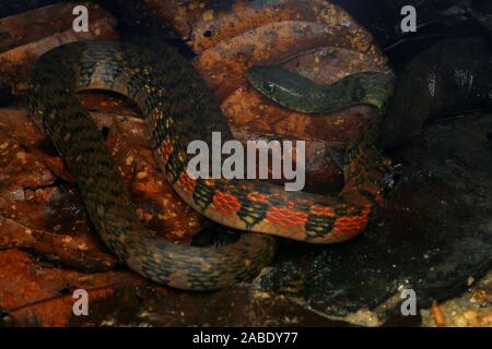 Triangle coloré (Keelback Xenochrophis trianguligerus) Banque D'Images