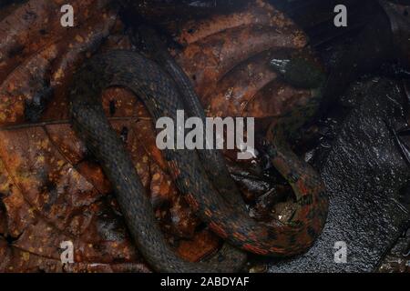 Triangle coloré (Keelback Xenochrophis trianguligerus) Banque D'Images