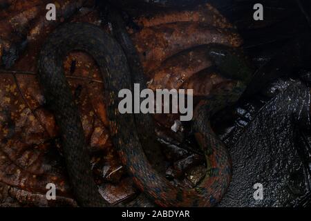 Triangle coloré (Keelback Xenochrophis trianguligerus) Banque D'Images