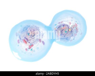 Médicalement en rendu 3d illustration d'un précis de cellules humaines division Banque D'Images