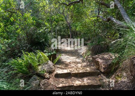 Un chemin de randonnée avec escaliers en pierre dans la forêt tropicale. Randonnées et trekking dans la nature Banque D'Images