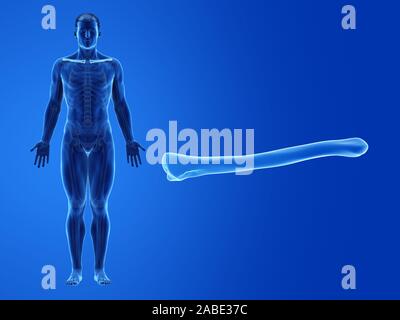 Rendu 3D précis médicalement illustration de la clavicule humaine Banque D'Images