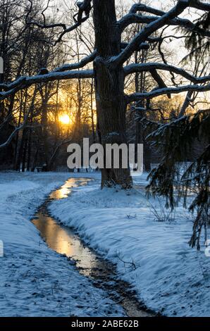 Paysage d'hiver avec le lever du soleil et un grand arbre avec d'énormes branches sur la rive d'un ruisseau gelé au petit matin Banque D'Images