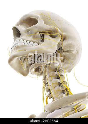 Médicalement en rendu 3d illustration précise des nerfs de la tête Banque D'Images