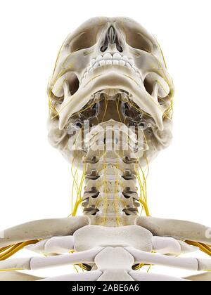 Médicalement en rendu 3d illustration précise des nerfs de la tête Banque D'Images