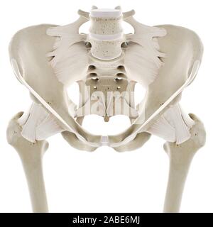 Médicalement en rendu 3d illustration de la précision des ligaments de la hanche Banque D'Images