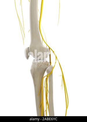 Médicalement en rendu 3d illustration précise des nerfs du genou Banque D'Images