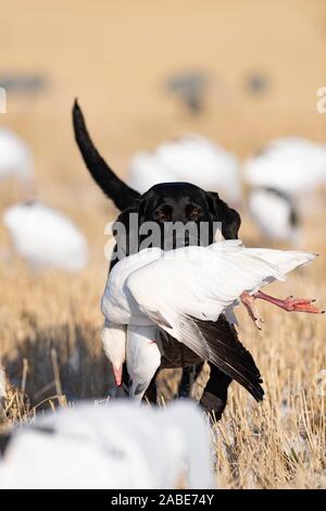 Un Labrador noir de la récupération d'une Oie des neiges au Dakota du Nord Banque D'Images