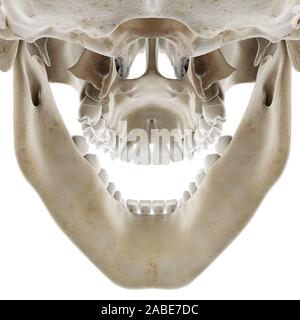 Médicalement en rendu 3d illustration précise du crâne avec open jaw Banque D'Images