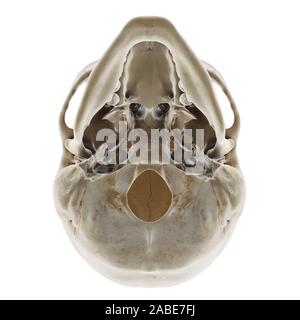 Médicalement en rendu 3d illustration de l'exacte crâne humain Banque D'Images