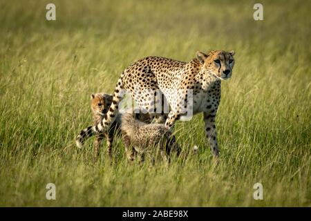 Guépard femelle promenades à travers la savane avec oursons Banque D'Images