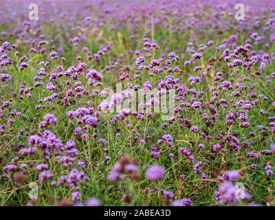 Un champ de lavande / violet / violet Verveine fleurs dans un parc urbain- l'accent sur les fleurs dans le plan intermédiaire. La nature urbaine / paysage concept Banque D'Images