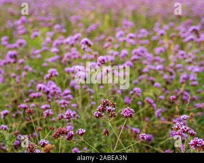 Un champ de lavande / violet / violet Verveine fleurs dans un parc urbain- l'accent sur les fleurs au premier plan. La nature urbaine / paysage concept Banque D'Images