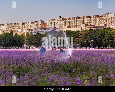 Personnes / familles d'admirer un champ de lavande / violet / violet Verveine fleurs dans un parc urbain d'être arrosé par sprinkleurs. Les immeubles de bureaux sont vi Banque D'Images