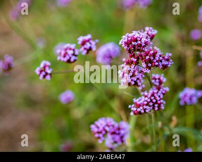 Close up of violet / mauve / lavande Verveine fleurs dans un parc urbain with copy space Banque D'Images