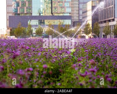 Un champ de lavande / violet / violet Verveine fleurs dans un parc urbain d'être arrosé par sprinkleurs. Les immeubles de bureaux sont visibles en arrière-plan. Ur Banque D'Images