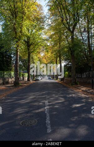 Arbres urbains sur Rundle Road, le centre des manifestations dans la région de Nether Edge à Sheffield, dans le Yorkshire, au Royaume-Uni Banque D'Images