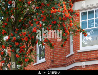 Détail du mûrissement des fruits sur un Rowan urbain ou des Ash de montagne (Sorbus aucuparia), Londres, Royaume-Uni Banque D'Images