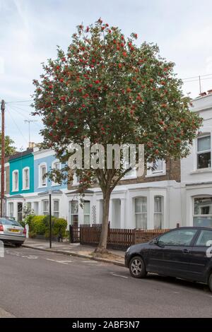 Mûrissement des fruits sur un Rowan urbain ou des Ash de montagne (Sorbus aucuparia), Londres, Royaume-Uni Banque D'Images