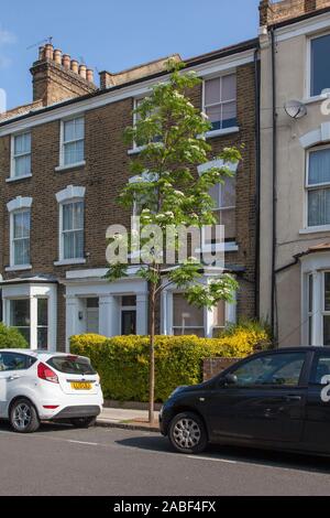 Rowan urbain nouvellement planté ou arbre de cendre de montagne (Sorbus aucuparia) en fleur pendant mai, Londres, Royaume-Uni Banque D'Images