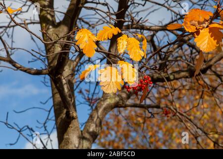 Quelques feuilles d'automne dorées s'accrochent avec des baies rouges mûres sur un arbre de rue suédois Whitebeam (Sorbus x intermedia), Peckham, Londres, Royaume-Uni Banque D'Images